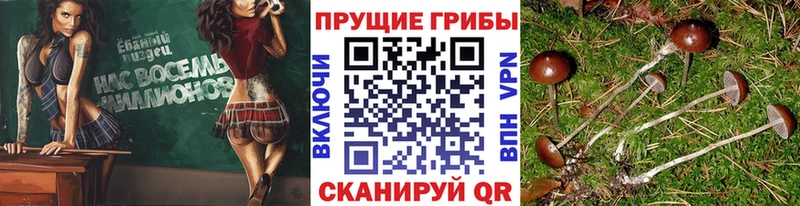 Псилоцибиновые грибы Psilocybe  Дмитриев 
